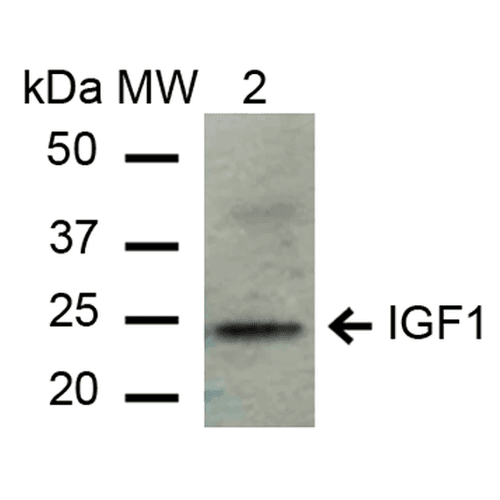 IGF1 Antibody