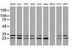 CLPP Antibody (clone OTI1D3)
