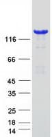Human PLCB1 / Phospholipase C Beta 1 Protein (Recombinant Myc-DDK (Flag))
