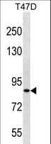 ZNF43 Antibody (aa73-99)