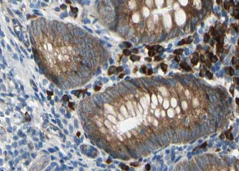 SDC4 / Syndecan 4 Antibody