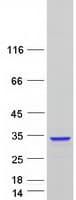 Human THYN1 / HSPC144 Protein (Recombinant Myc-DDK (Flag))