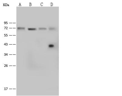 RECQ1 / RECQL Antibody (Preservative Free)