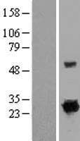 RIT1 Protein (Over-Expression Lysate Myc-DDK (Flag))
