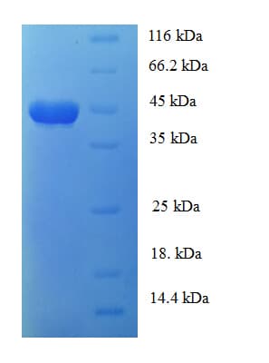 Bacillus Monomeric Sarcosine Oxidase Protein (Recombinant His)