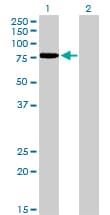 TCF12 / HEB Antibody (clone 2E9)