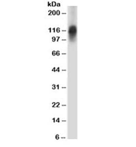SPN / CD43 Antibody (clone 84-3C1)