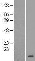 TMEM14B Protein (Over-Expression Lysate Myc-DDK (Flag))