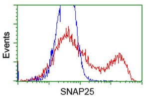 SNAP25 Antibody (clone OTI1G2)