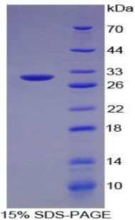 Bovine TNF Alpha Protein (Recombinant His-T7)