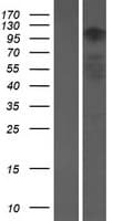 Human ATXN2L Protein (Over-Expression Lysate Myc-DDK (Flag))