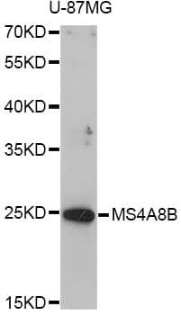 MS4A8 / MS4A8B Antibody