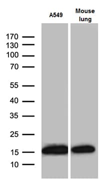 RPL27 / Ribosomal Protein L27 Antibody (clone OTI6D3, Carrier-free)