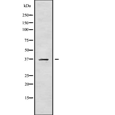 CA11 / Carbonic Anhydrase XI Antibody