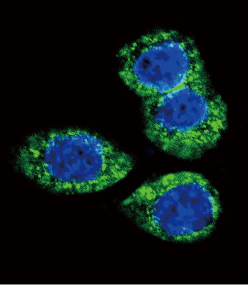 FGFR2 / FGF Receptor 2 Antibody (aa22-51)