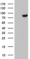 DGKA Antibody (clone OTI7B6)