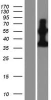 PDE9A Protein (Over-Expression Lysate Myc-DDK (Flag))