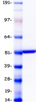 Human CYP2C19 Protein (Recombinant Myc-DDK (Flag))