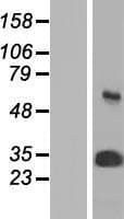PSMA3 Protein (Over-Expression Lysate Myc-DDK (Flag))