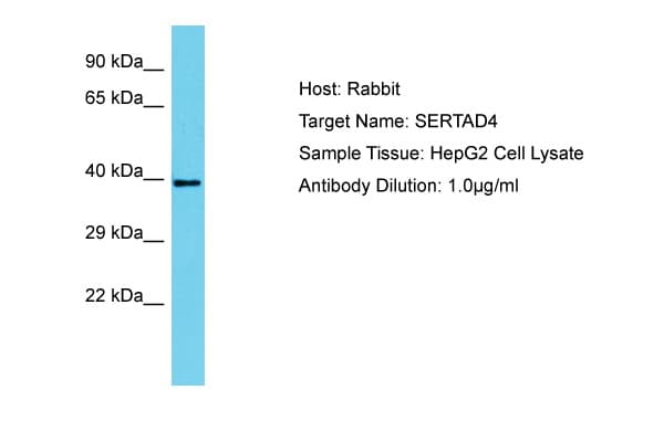 SERTAD4 Antibody (C-Terminus)