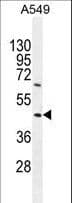 TRIM43 Antibody (aa136-164)