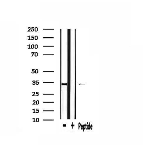CBX3 / HP1 Gamma Antibody