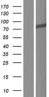 Human ZNF283 Protein (Over-Expression Lysate Myc-DDK (Flag))