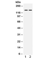 Polyclonal Rabbit anti-Human PPP1R12A / MYPT1 Antibody (IHC, WB)