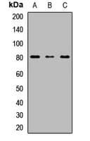 UGT1A6 Antibody