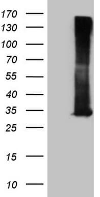 RAB3A Antibody (clone OTI5B9)