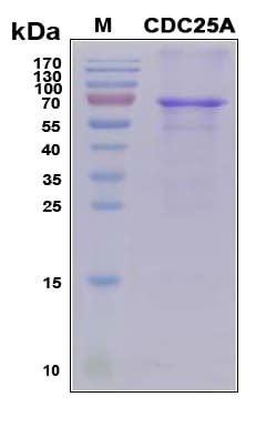 Human CDC25A Protein (Recombinant 6His, N-terminus)