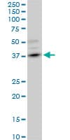 DMC1 Antibody (clone 4A10)