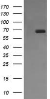 CD105 Antibody (clone OTI6G8)