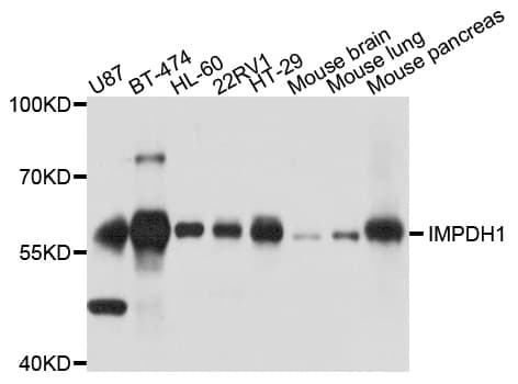 Polyclonal Rabbit anti-Human IMPDH1 Antibody (WB)