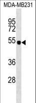 SPNS2 Antibody (aa68-94)