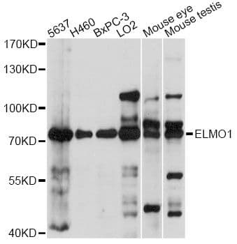 ELMO1 / ELMO 1 Antibody