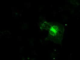FCGR2 / CD32 Antibody (clone OTI13G9)