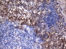 Monoclonal Mouse anti-Human CD99 Antibody (clone OTI1F11, IHC, WB)
