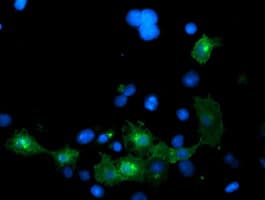 LRRC25 Antibody (clone OTI1D9)