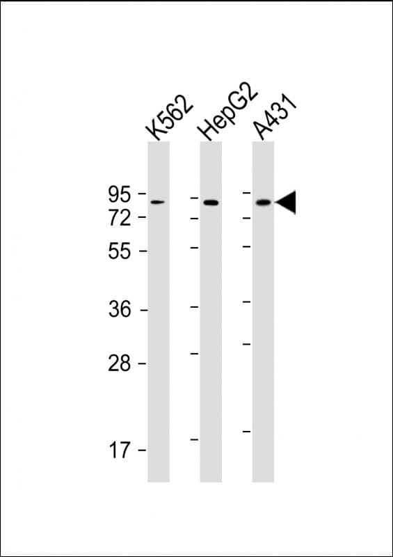 GOLGA5 Antibody (clone 1720CT766.40.46)