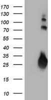 JCHAIN / Ig J Chain Antibody (clone 3B3, Carrier-free)