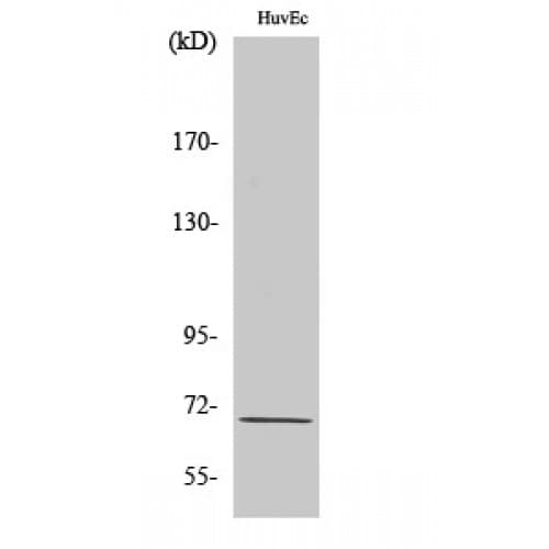 EIF3L / EIF3EIP Antibody (10-90 aa, N-terminal)