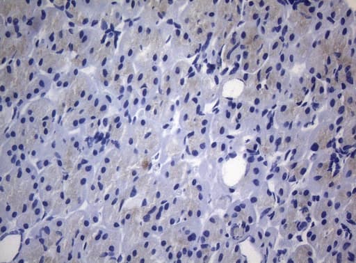 RAB3A Antibody (clone OTI5C12)
