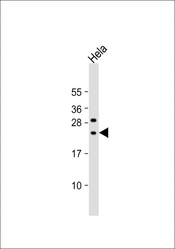 SARA2 / SAR1B Antibody