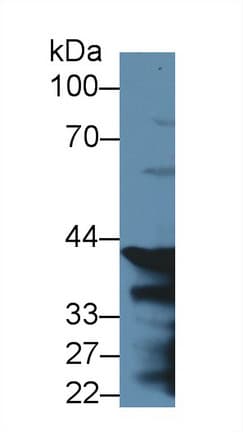 PGC / Pepsin C Antibody (aa17-392, Cy3)