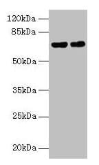 KEAP1 Antibody