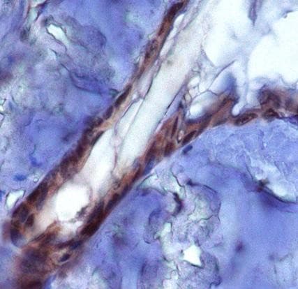 PIEZO2 / FAM38B Antibody (Biotin)
