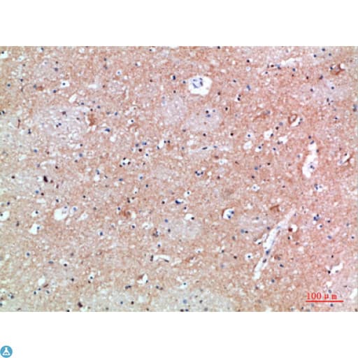 GMFG Antibody