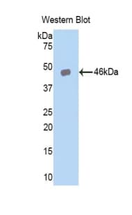 IL24 Antibody (aa29-183, APC)