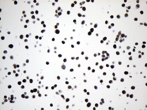 Monoclonal Mouse anti-Human MCM2 Antibody (clone UMAB238, IHC, WB)
